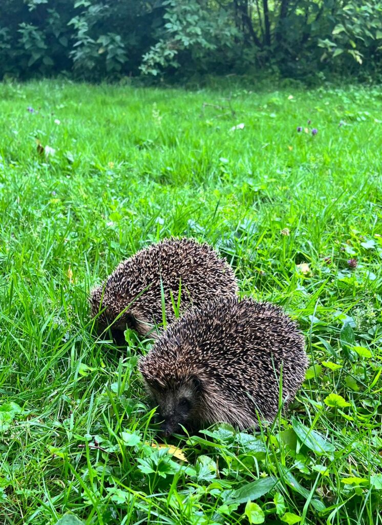 Unsere kleine Farm 9496c720 687a 45fa 8842 1def346a8d75