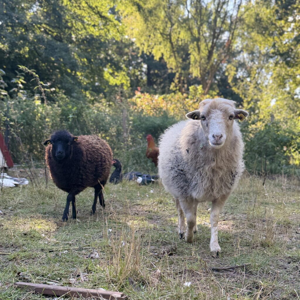 Unsere kleine Farm img 5588