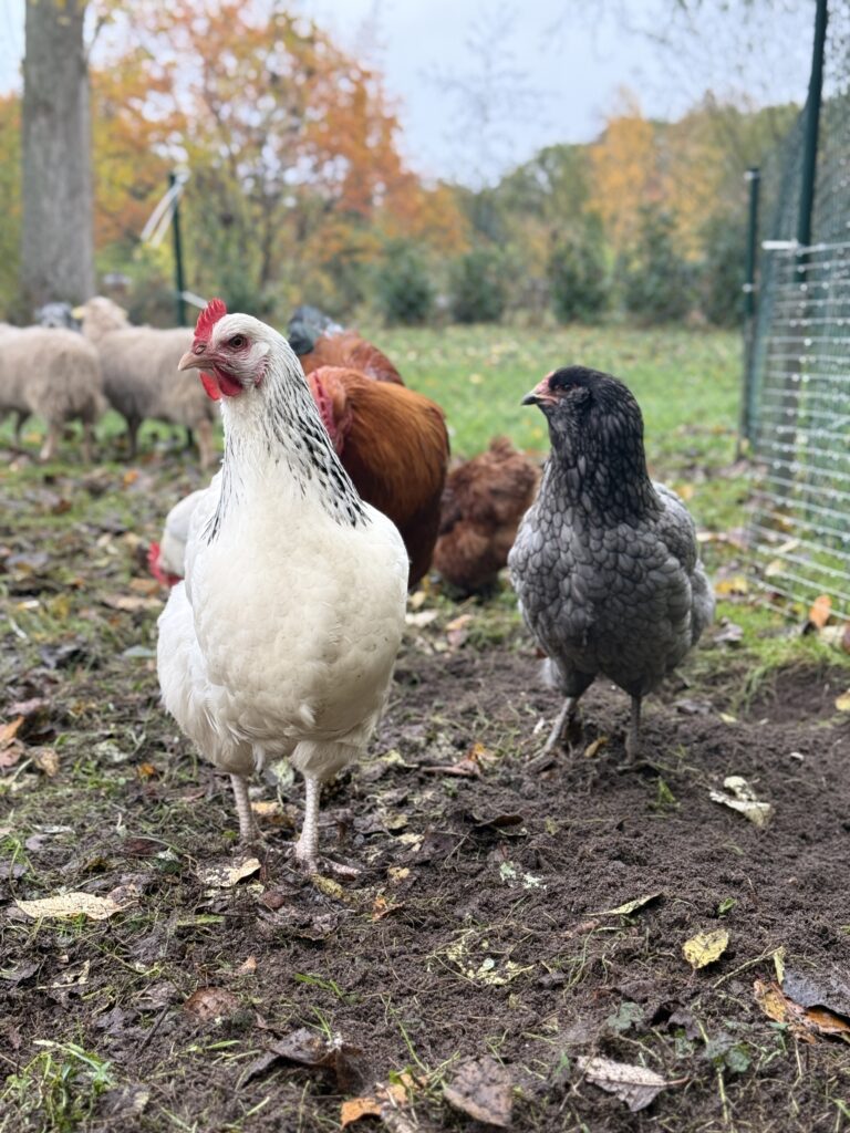 Unsere kleine Farm img 7094